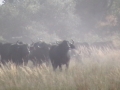 1000 head of buffalo create a lot of dust